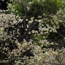 桜に緑－４