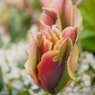 tulip