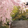 春からの階段