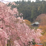 曇り時々桜
