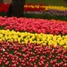 昭和記念公園フラワーフェスティバル2012　ギャラリー用11