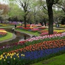 昭和記念公園フラワーフェスティバル2012　ギャラリー用19