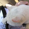 猫／玉名牧場