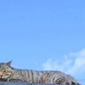 ひるねこ