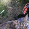 くうふく猫
