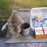 えさくれ猫