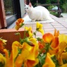 猫／玉名牧場