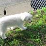 雲犬