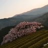 天空の桜