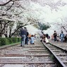 Velvia × 桜 