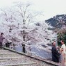 Velvia × 桜 