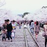 Velvia × 桜 