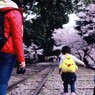Velvia × 桜 