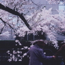 Velvia × 桜 
