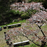 桜に緑－５