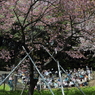 桜に緑－６