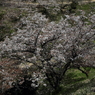 桜に緑－７
