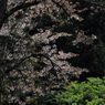 桜に緑－８