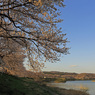 白石川堤一目千本桜