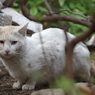 野良猫