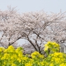 桜と菜花