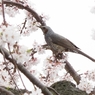 ヒヨドリと桜