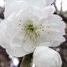 桜02