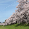 八幡淀川河川公園01
