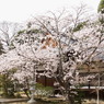 光明寺の桜