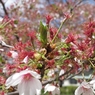 散った桜