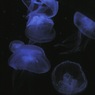 海月