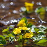 水辺にも春が-３