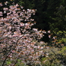 桜に緑－１０