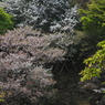 桜に緑－１１