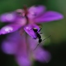 hisa's　Macro。。。Adventure alone