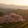 天空の桜　～朝陽にて燃ゆ～