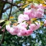 八重桜