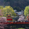 桜の中の高山祭り