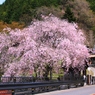 道ばたの桜