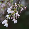 枝垂れ桜-1