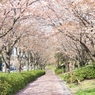 桜の路