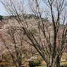 奈良県屏風岩公苑の桜