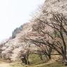 奈良県屏風岩公苑の桜