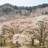 奈良県屏風岩公苑の桜