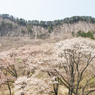 奈良県屏風岩公苑の桜