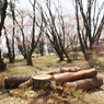 奈良県屏風岩公苑の桜