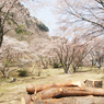 奈良県屏風岩公苑の桜