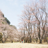奈良県屏風岩公苑の桜