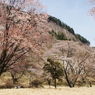 奈良県屏風岩公苑の桜