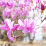 屏風岩公苑　桜